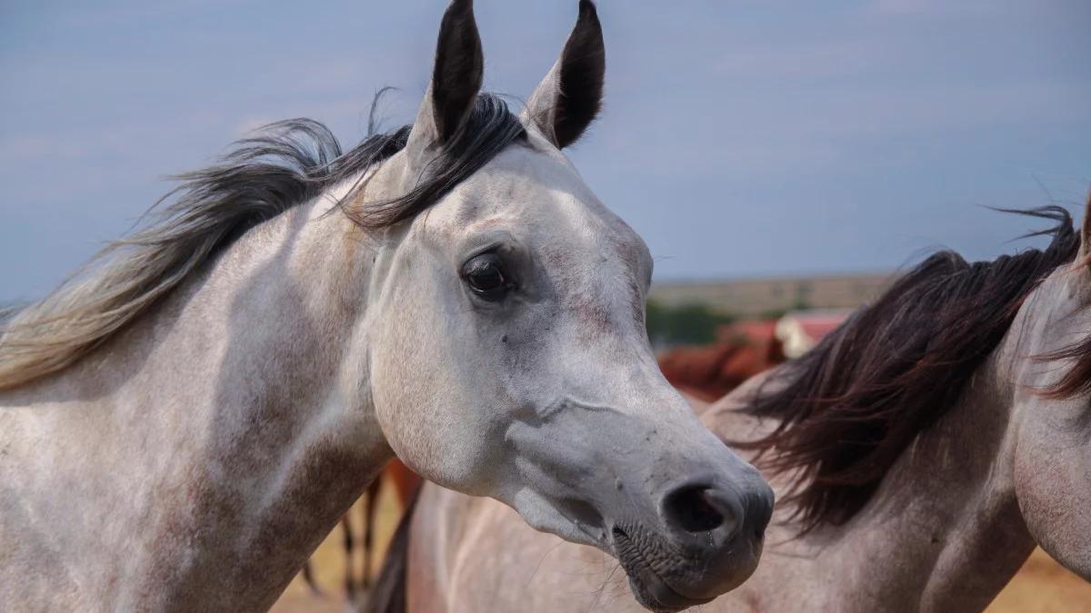 Rusza Narodowy Pokaz Koni Arabskich w Janowie Podlaskim. Rekordowa liczba zgłoszeń