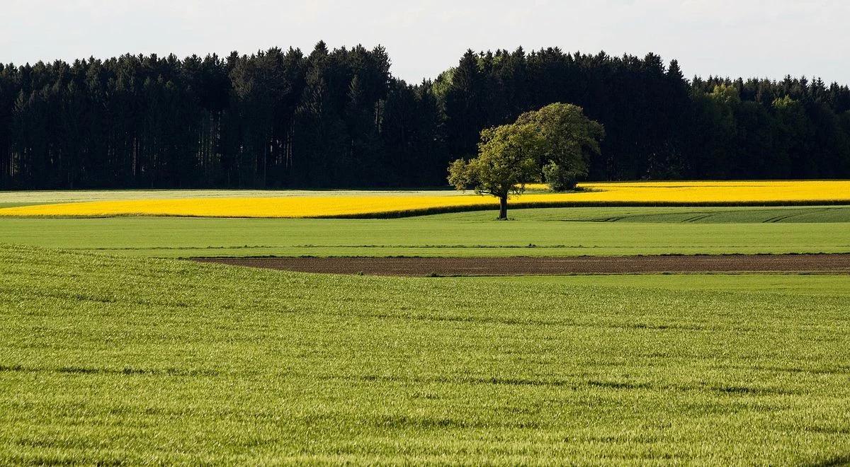 Rośnie popyt na ekologiczną żywność, przybywa upraw. Kto liderem?