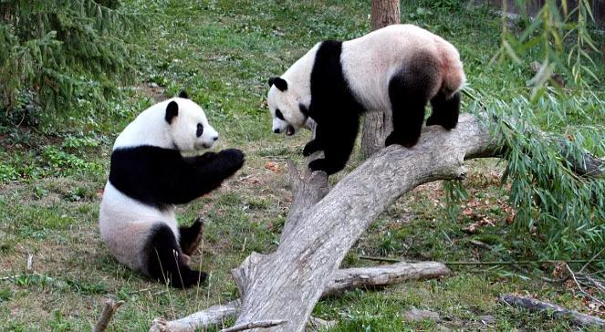 W zoo urodziła się panda. Pierwszy przypadek w historii