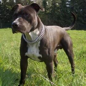 Dąbrowa Górnicza: amstaff pogryzł dziecko