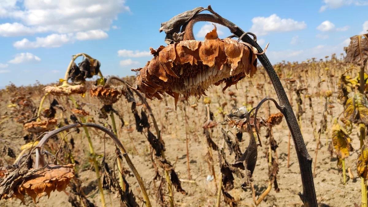 2023 najcieplejszym rokiem w historii. Takich temperatur nie było od 100 tysięcy lat
