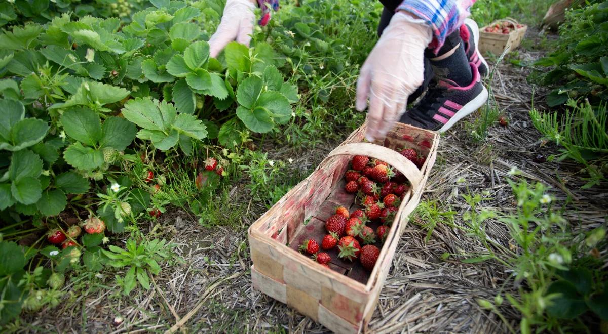 Niemcy. Zbiory truskawek i szparagów najniższe od lat. Winne trzy czynniki