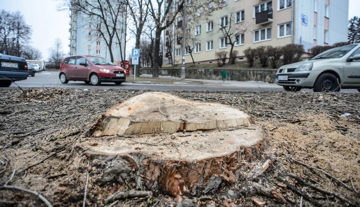 Debata Poranka: spór o prawo do wycinania drzew