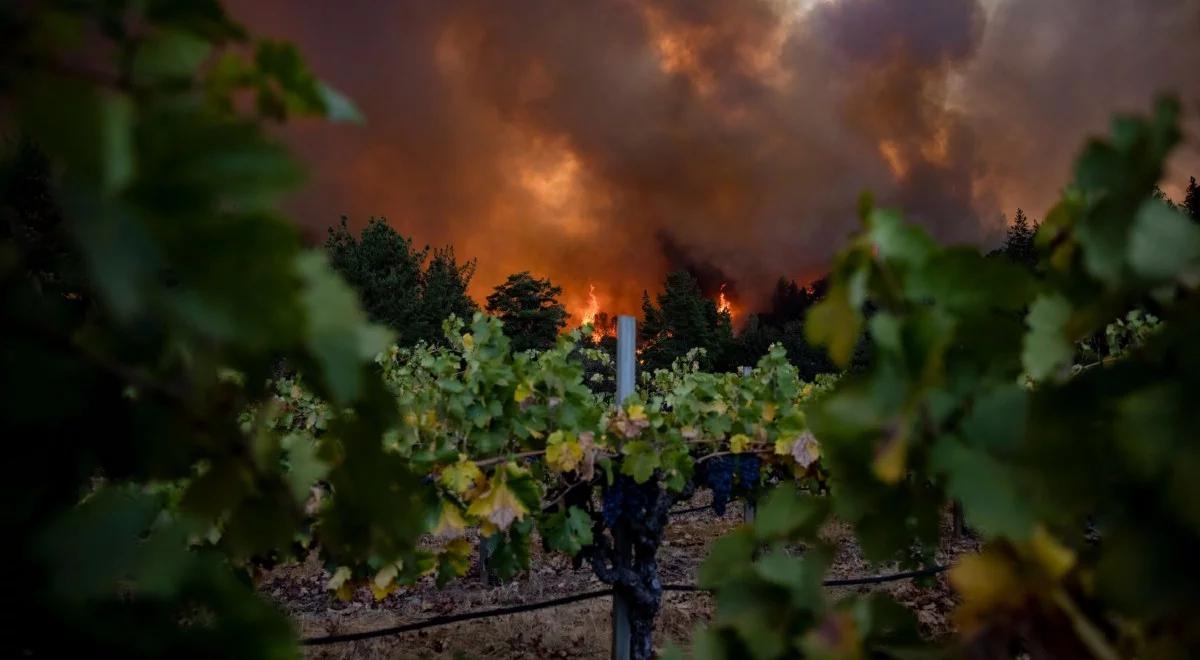 Pożary w Kaliforni. Płoną słynne winnice Napa Valley