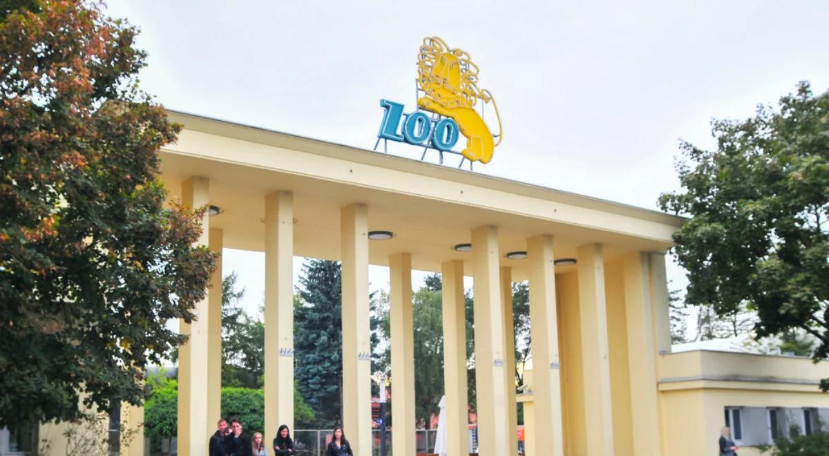 Sąd utrzymał w mocy uniewinnienie pracownika zoo. Tygrys zagryzł podległego mu pracownika