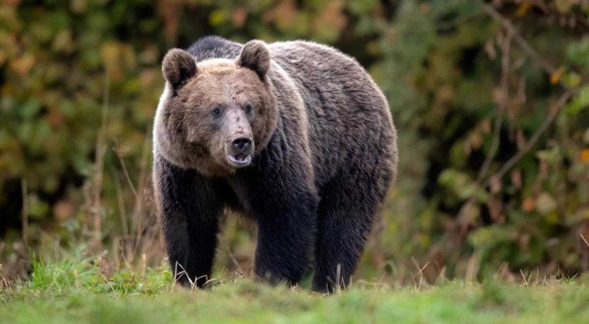 Chwile grozy na Słowacji. Niedźwiedź zaatakował grzybiarza