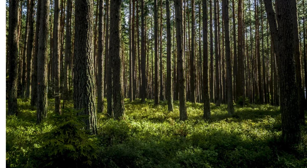 "Nie zgodzimy się na prywatyzację lasów". Rząd szykuje kolejne regulacje