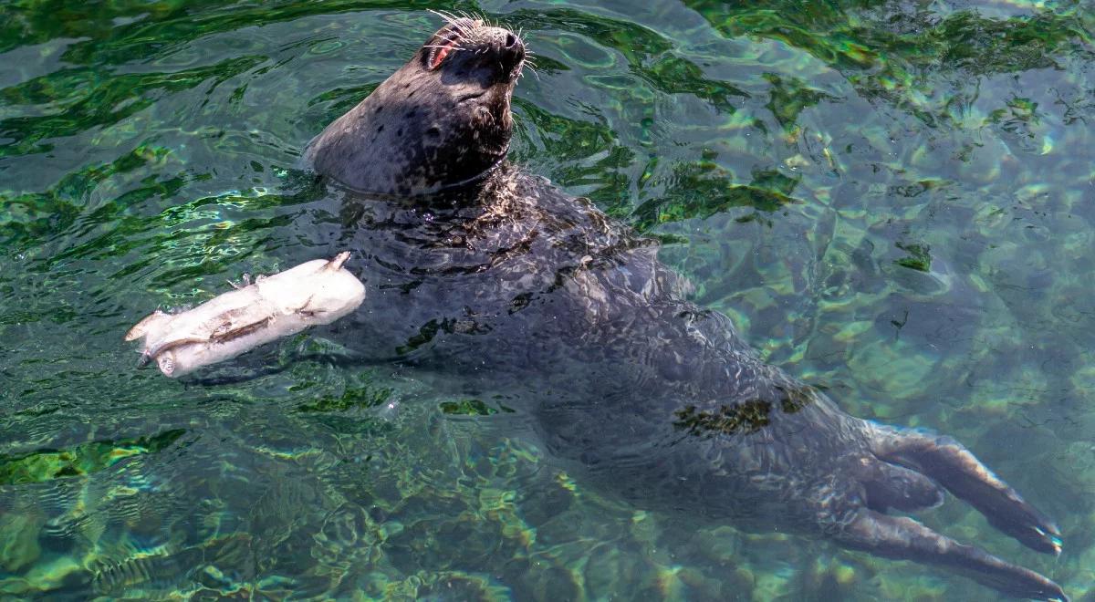 Lody z rybami i zimne prysznice. Pracownicy Zoo pomagają zwierzętom przetrwać upały