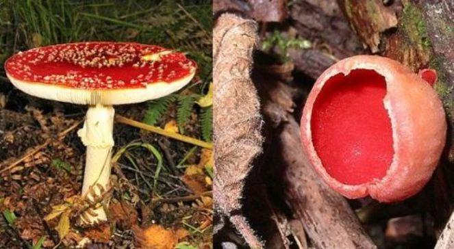 Radzą zwiększyć czujność na grzybobraniu