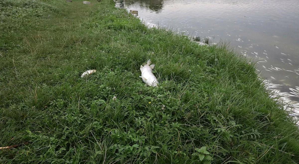 Przyducha w zbiorniku Kozłowa Góra. Setki śniętych ryb