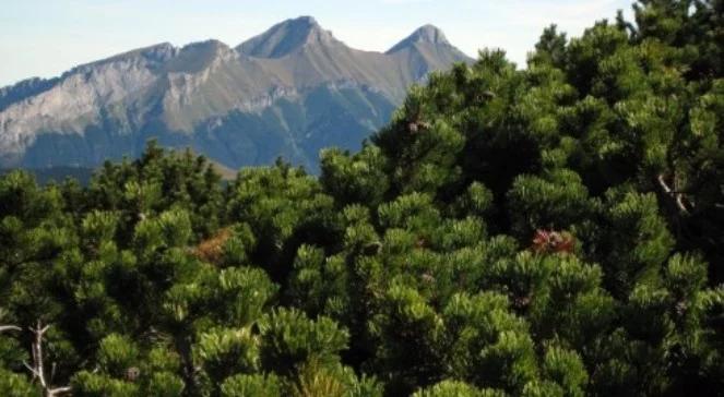 Słowackie Tatry otwarte dla turystów