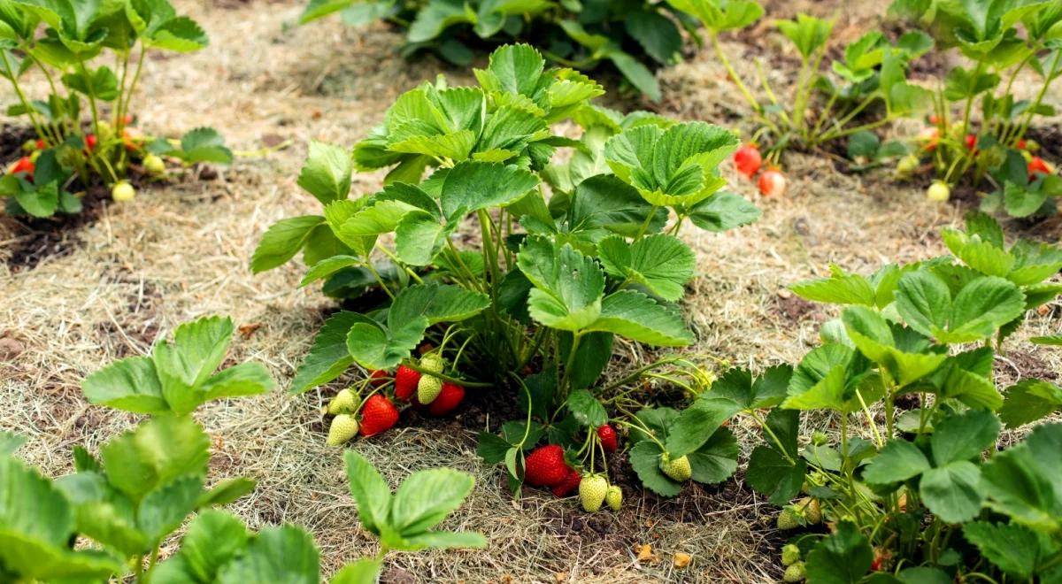 Szybsze zbiory warzyw i owoców. Wszystko przez wysokie temperatury