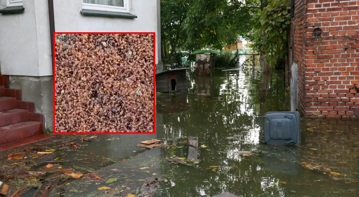 Unoszą się ich tysiące. Nagranie z Odry tylko dla ludzi o mocnych nerwach