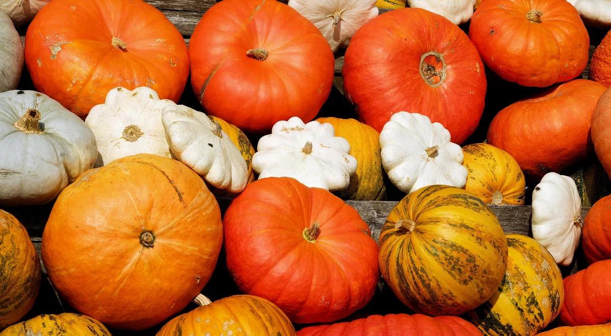 Rośnie produkcja dyń w Polsce. Najpopularniejsze trzy gatunki