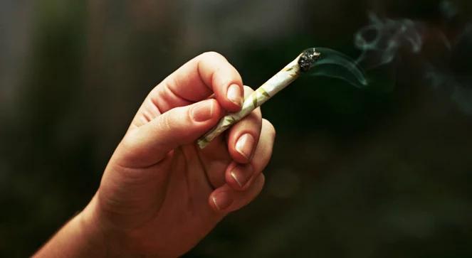 Niebezpieczna marihuana?
