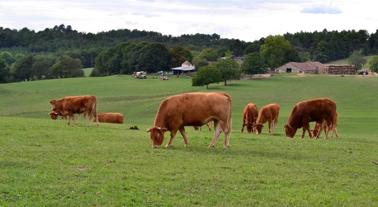 Producenci mleka otrzymają 120 milionów złotych