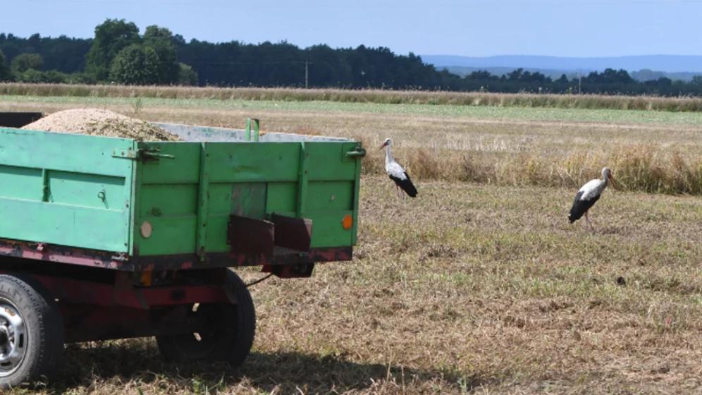 Konkurs "Rolnik roku WWF". Szczebyło: rolnictwo prośrodowiskowe jest bardzo nowoczesne