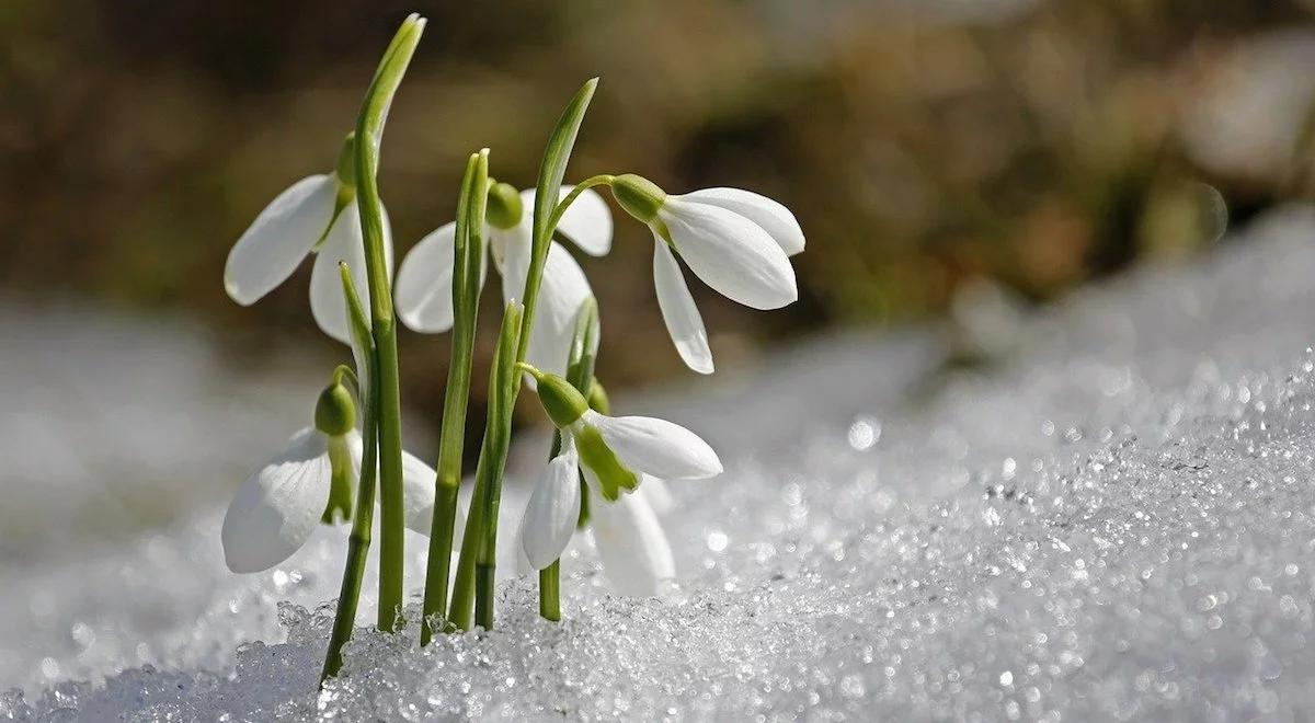 Śnieg, przymrozki i silny wiatr. Nad Polskę nadciąga arktyczne powietrze