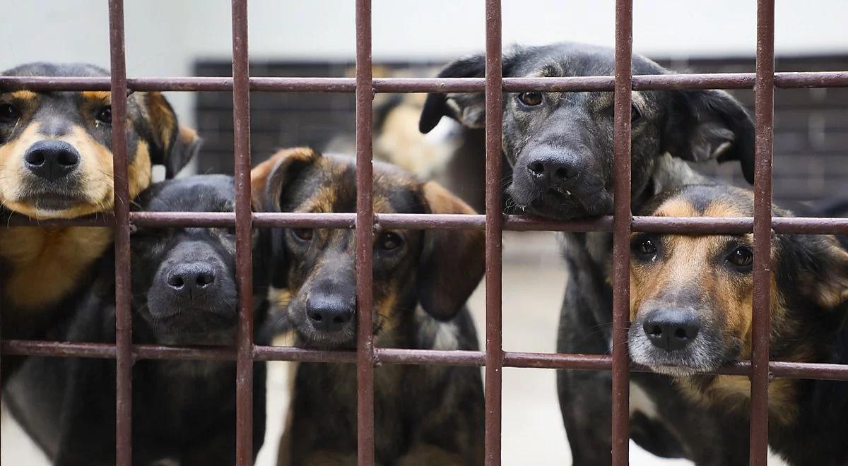 Schroniska wstrzymują adopcje zwierząt przed świętami. Pies to nie zabawka