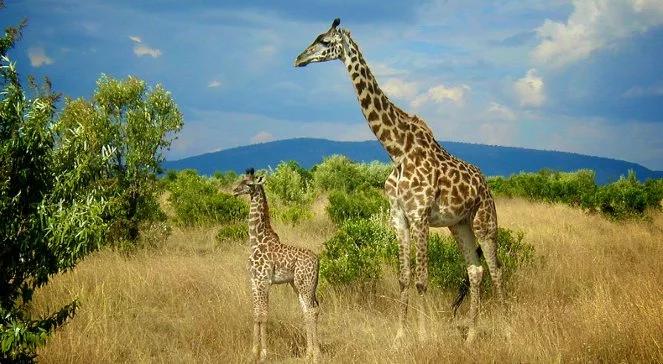 Kenia za 1215 zł, a Phuket od 1597 zł