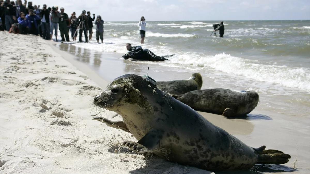 Foki na bałtyckich plażach. Jak należy się zachować?