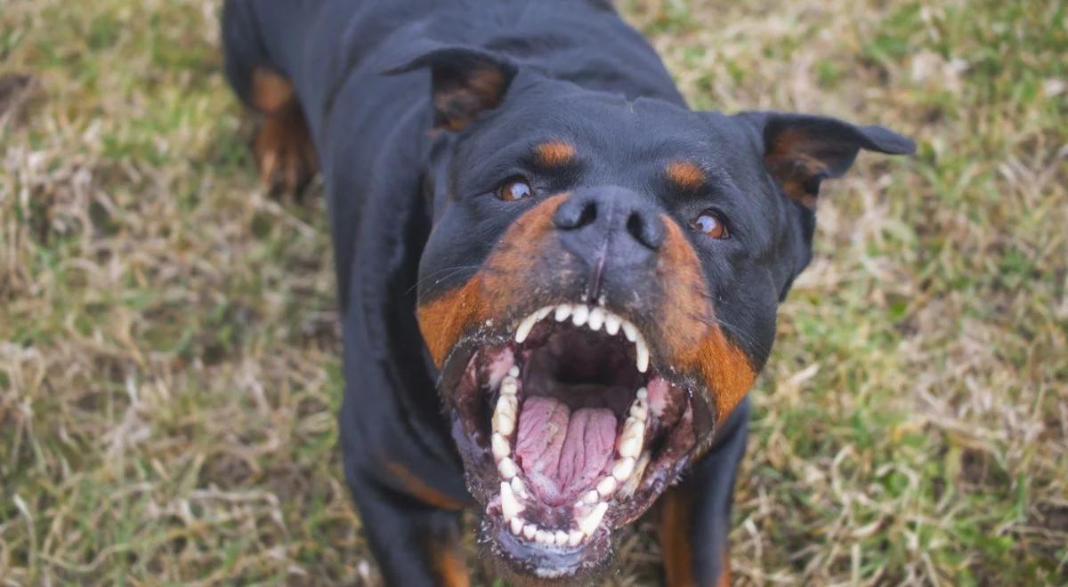 Tragedia pod Rzymem. Rottweilery rozszarpały biegacza. Mężczyzna zmarł, zanim nadeszła pomoc