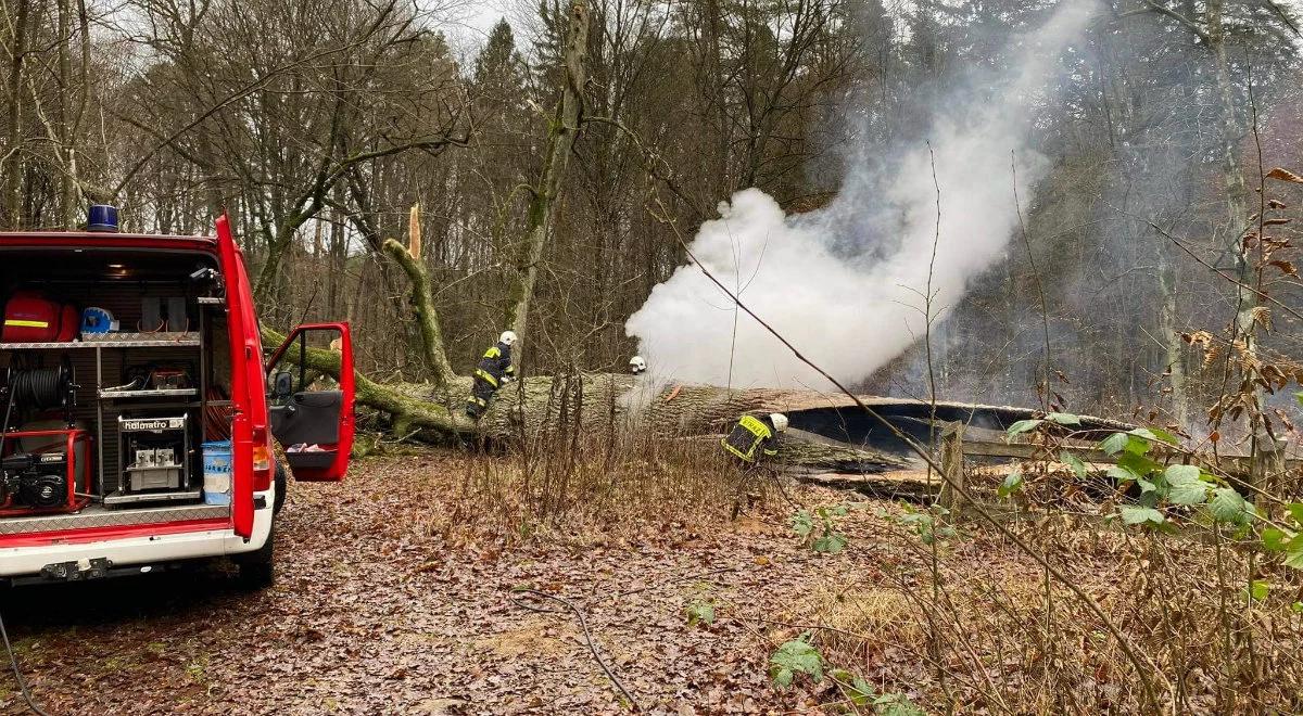 Spłonął 500-letni "Dąb Rzeczypospolitej". Prawdopodobnie został podpalony