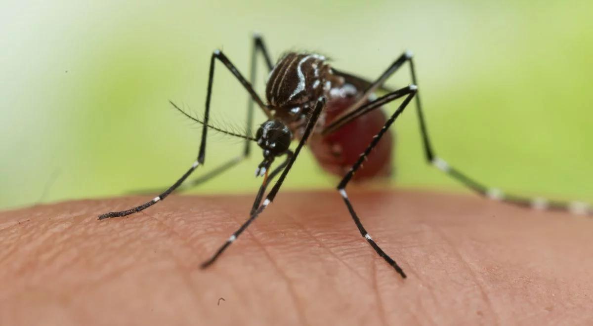 Komary tygrysie, kleszcze wędrowne i karaluchy. Insekty nową plagą w Hiszpanii