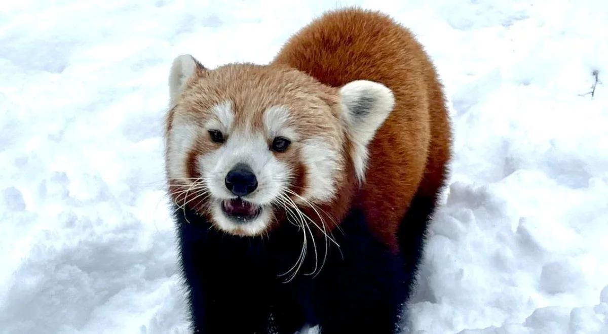 Zaginęła pandka ruda z poznańskiego zoo. Apel o pomoc