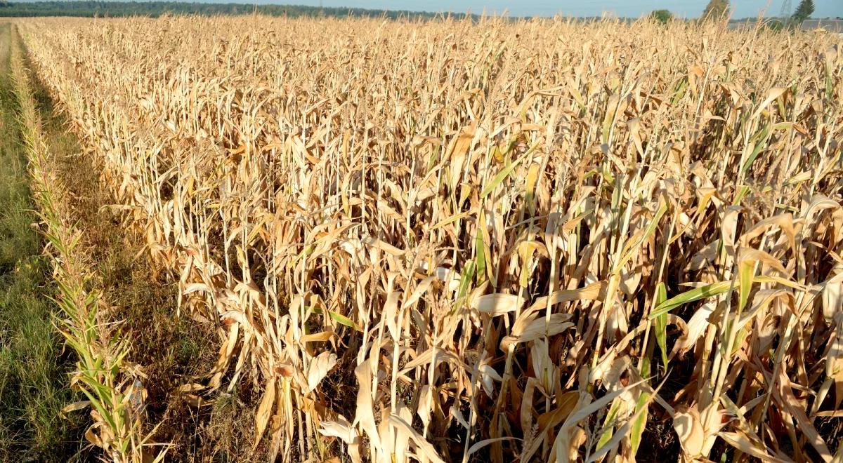 Rolnicy rozczarowani planem rządowego wsparcia. "To pozory pomocy"