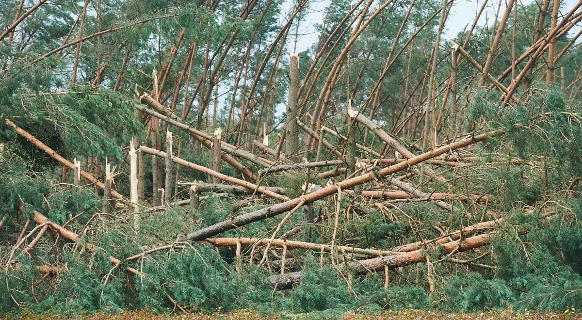 Nawałnice: 38 tys. ha zniszczonego lasu,  straty wyceniane na 7,7 mln m sześc. drewna