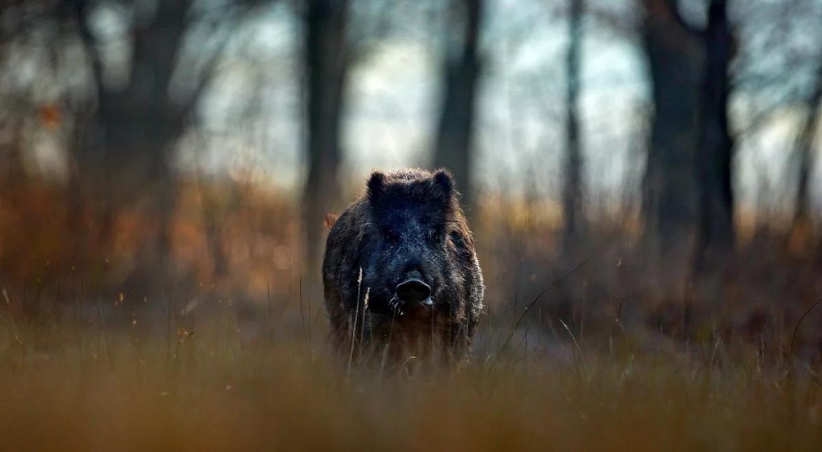 Ognisko ASF w Niemczech? Wkrótce wyniki badań próbek od zwierzęcia