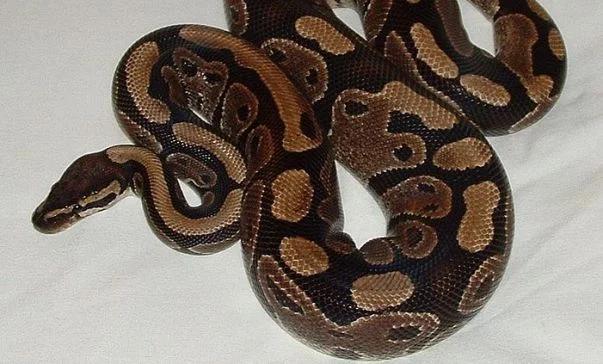 Pyton wyskoczył z sedesu. Wystraszył babcię 