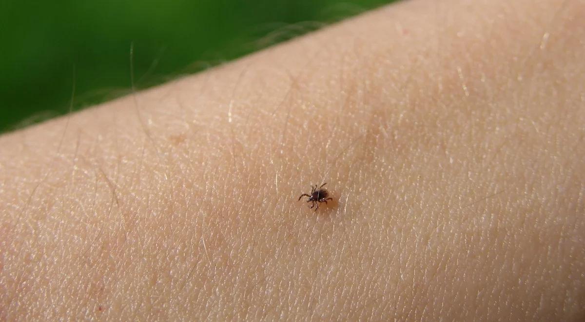 Uwaga! W tym roku czeka nas plaga kleszczy