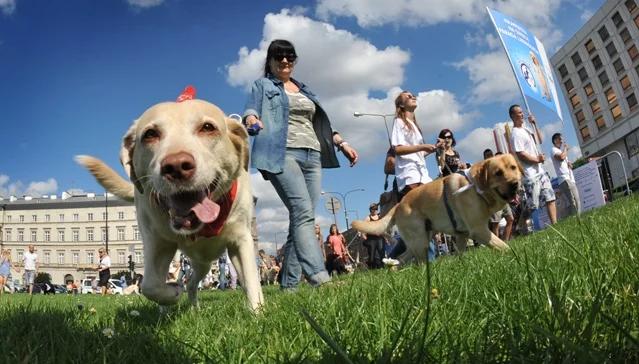 Tysiąc labradorów paradowało ulicami Warszawy