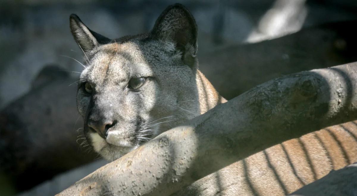 Puma Nubia zostanie w chorzowskim zoo. Jest decyzja sądu