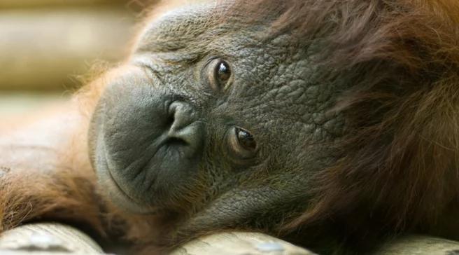 Orangutany z torontońskiego zoo dostaną iPady 