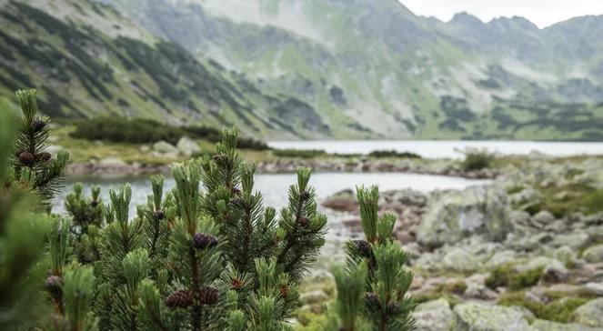 Drzewa, które wybrały Tatry