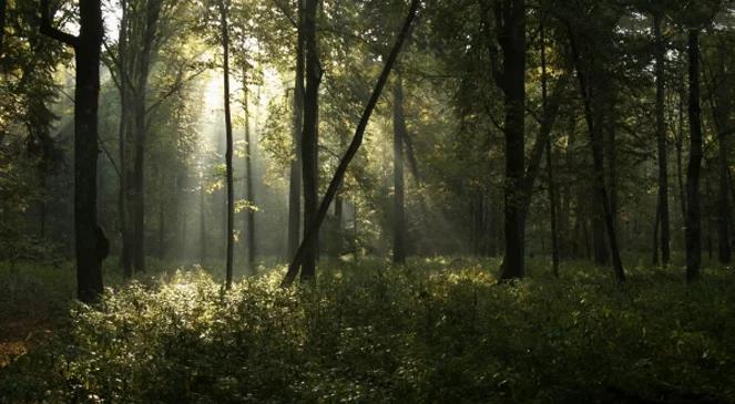 Skanery odkrywają tajemnice Puszczy Białowieskiej