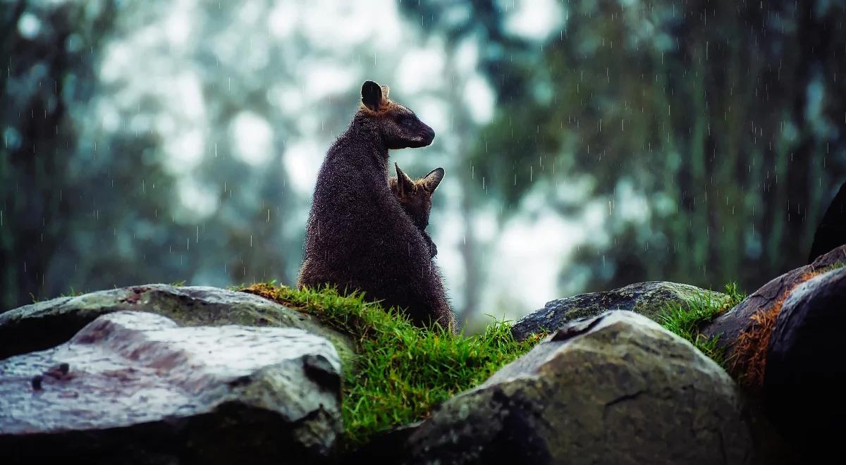 Umowa ws. wolnego handlu UE-Australia: rozmowy jeszcze w tym roku