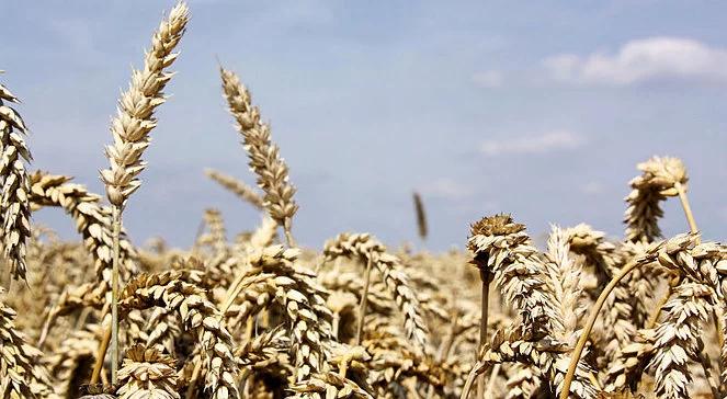 Mrozy zniszczyły uprawy. Rząd obiecuje pomoc dla rolników