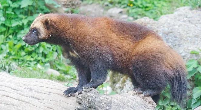 Opolskie zoo, jako pierwsze w kraju, ma...