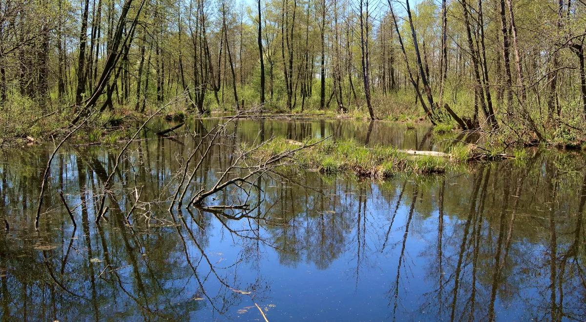 Jak ratować torfowiska? Paludikultura przychodzi z rozwiązaniem