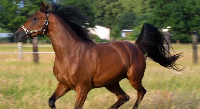 100 polskich arabów w Janowie Podlaskim, 28 klaczy weźmie udział  w licytacji
