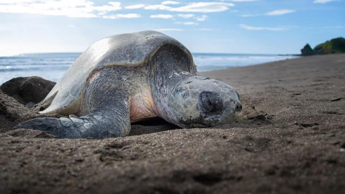 Martwe żółwie na plaży w Indiach. Eksperci szukają przyczyny