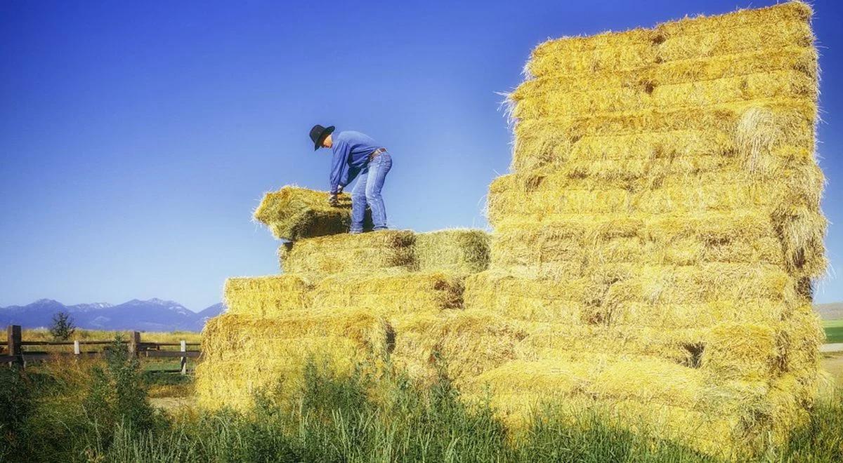 Amerykańscy farmerzy zacierają ręce. Chiny zwiększą zakupy produktów rolnych z USA