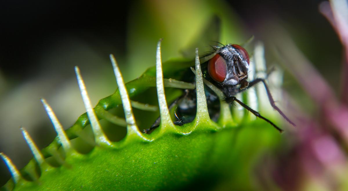 Czy owady czują lęk?