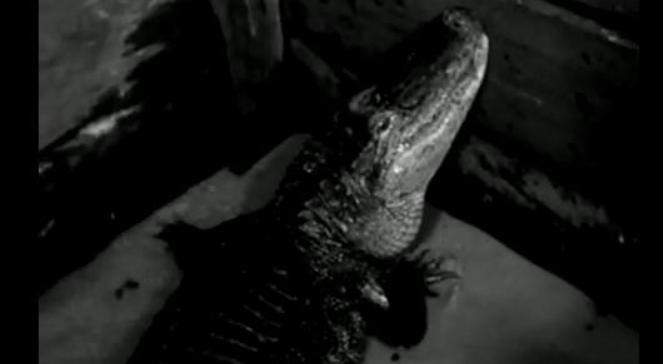 Rekordowy aligator: drapieżna Marta kończy 82 lata!