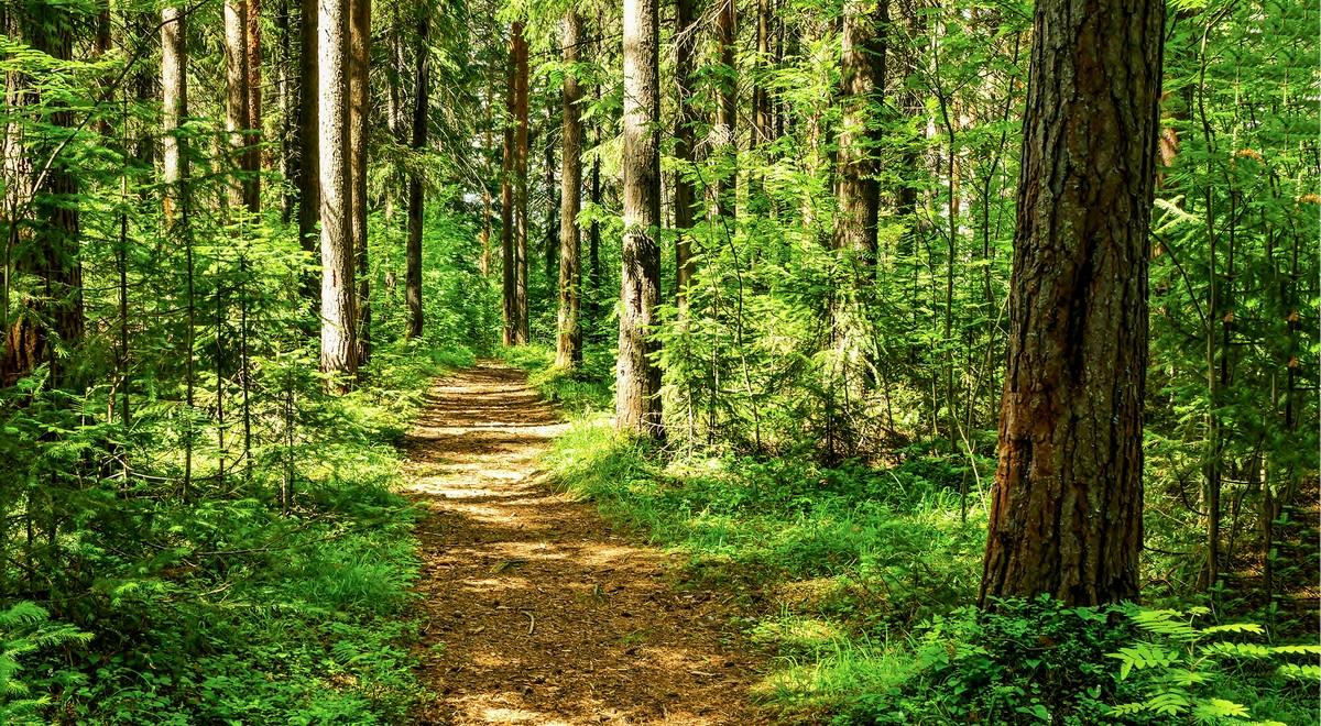 KE chce przejąć polskie lasy. Dr Kapuściński: kolejny krok w zawłaszczaniu kompetencji państw członkowskich