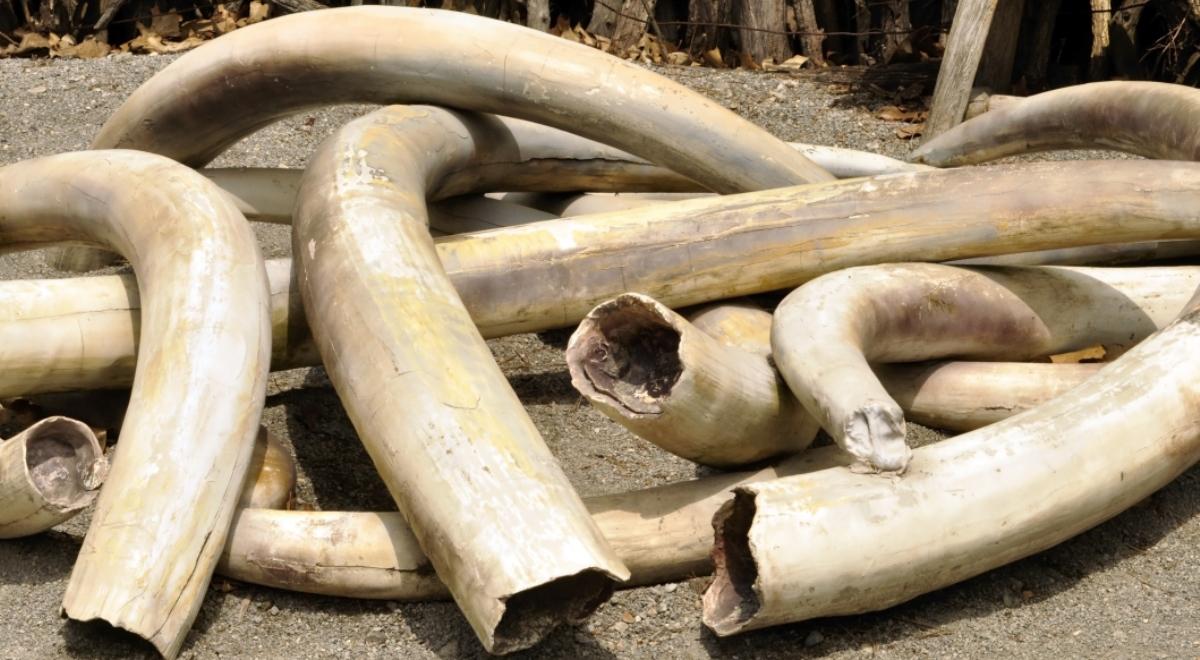 Przejęto 7,5 tony kości słoniowej. Gigantyczny przemyt w Chinach